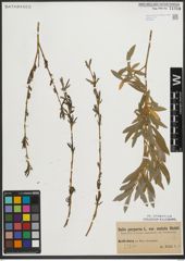Foto von Salix purpurea L.